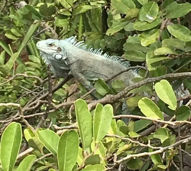 Vila A Ka Foufou La Bouillante Guadeloupe